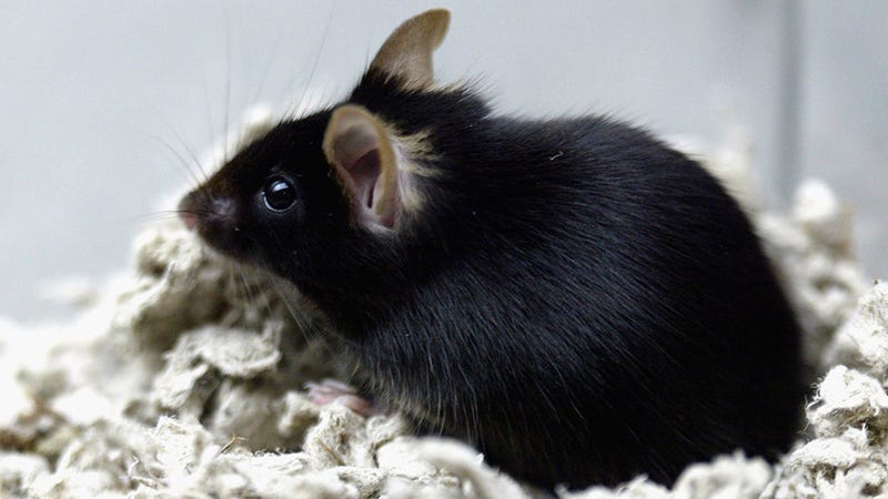 Weed Microdosing Mice Study Brings Great News, But There's a Catch 
