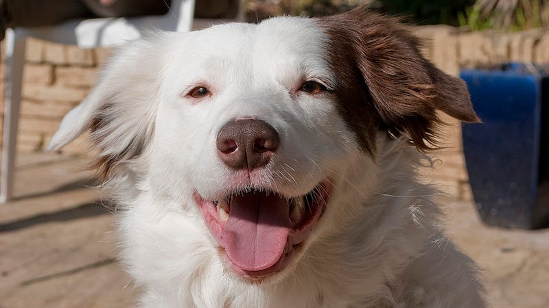 The Best DIY Pet Toys You Can Make From Stuff You Have at Home