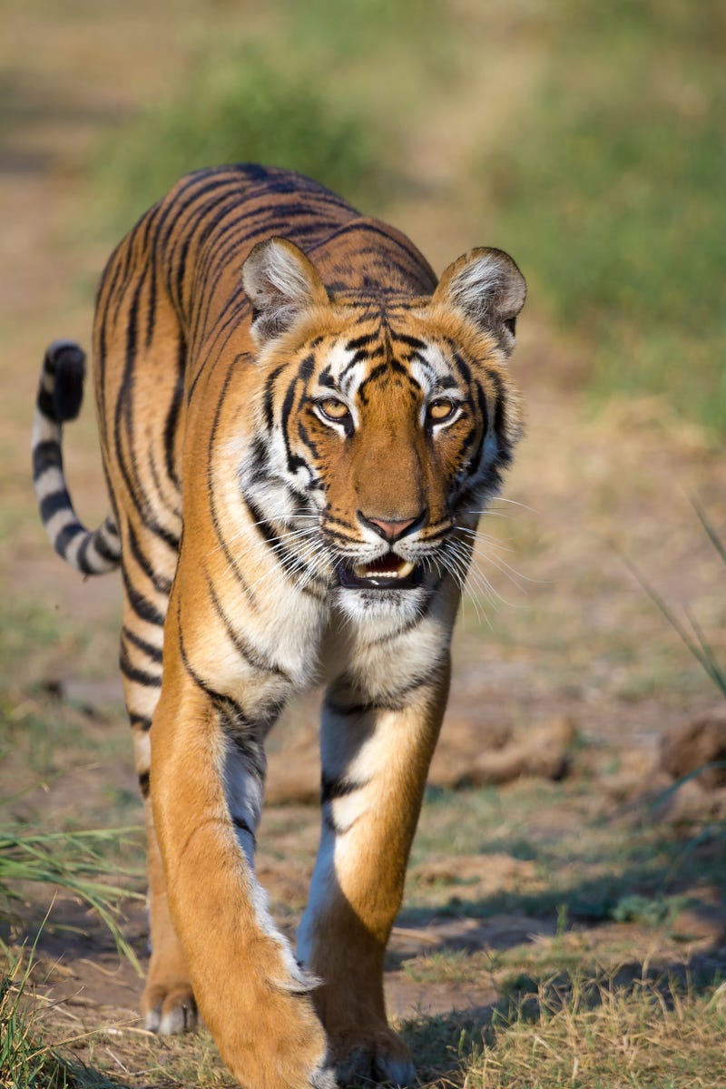 Illustration for article titled Everything to know about tigers
