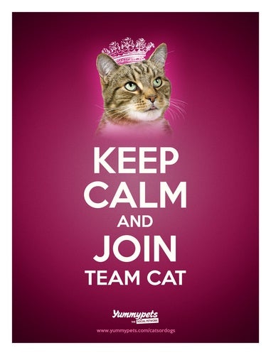 Illustration for article titled Team Dog Member's First Kitty. Help!!