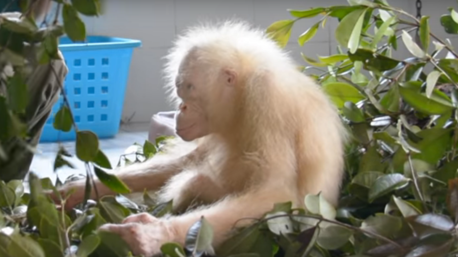 Help name this rare albino orangutan  that was lost in the 