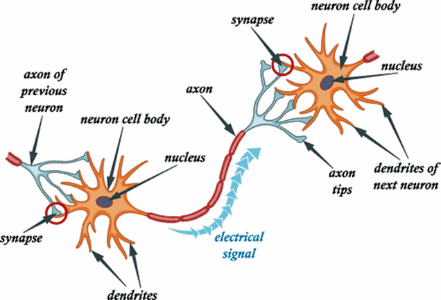 what type of neuron is found in the brain and spinal cord