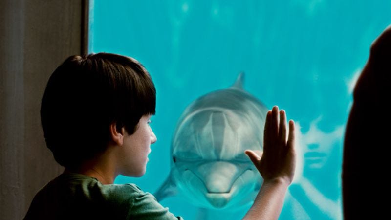 Illustration for article titled Dolphin Tale