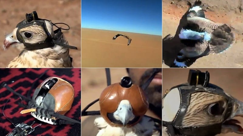 Illustration for article titled This Helmet Cam Attached to a Falcon Shows You What It's Like to Fly and Hunt Like a Bird