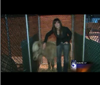 Illustration for article titled Help Los Angeles Police Find The Lost Pony