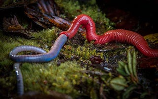 Illustration for article titled Worm eats worm, film at 11