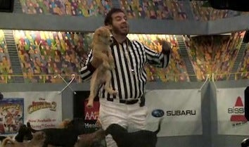 Illustration for article titled Gridiron Greats: Puppy Bowl VII Behind-The-Scenes Footage