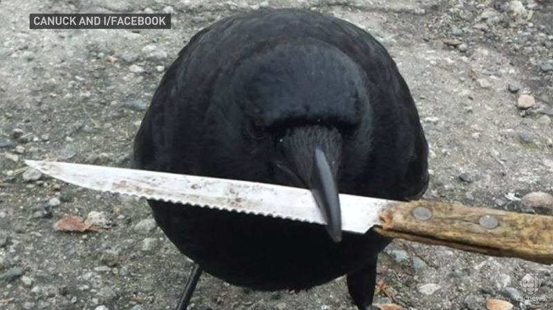Illustration for article titled Have You Seen This Infamous Knife-Snatching Crow?