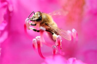 Illustration for article titled The Secret Life Of Bees