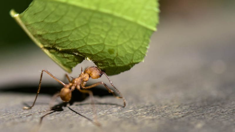 photo of Idiot Moron Lets Himself Get Bitten Repeatedly By a Leafcutter Ant (Warning: Gross) image