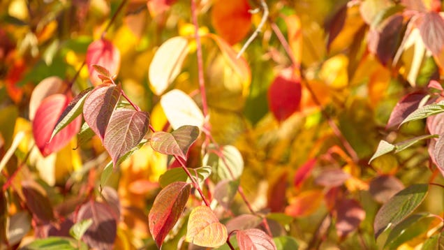 Don't Prune These Shrubs in the Fall