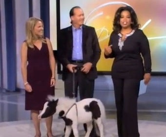 Illustration for article titled Incredibly Tiny Horse Gets His Oprah Moment