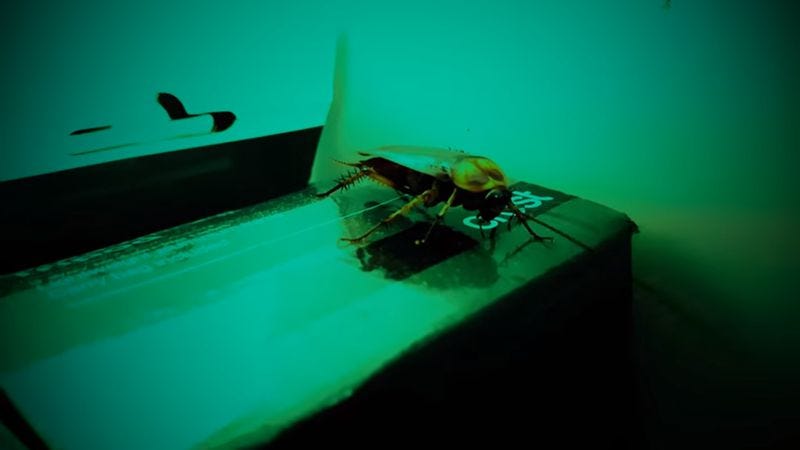 Illustration for article titled The only thing scarier than a real cockroach is the one in this found-footage short