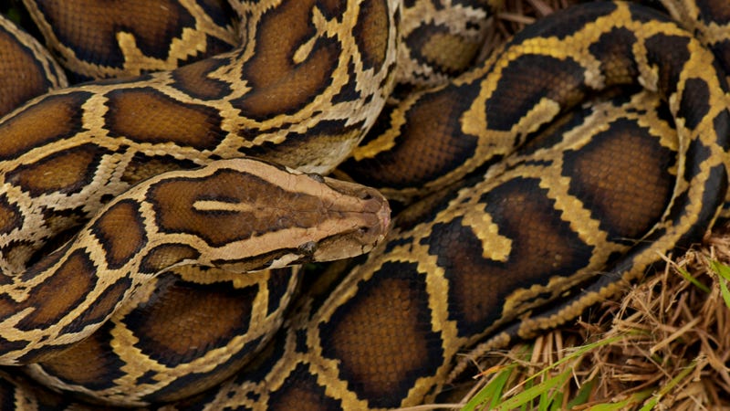 Invasive Python Parasites Are Infecting Florida’s Native Reptiles