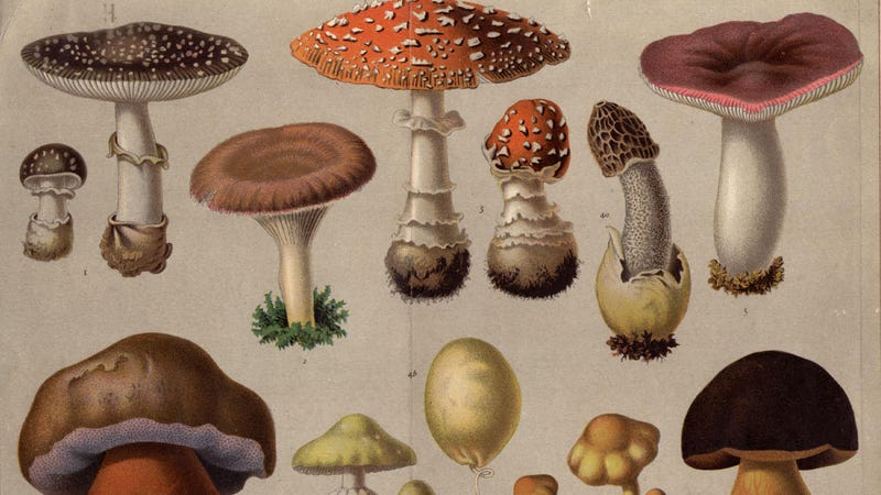 Illustration for article titled Man Rips Off Own Penis After Eating Evil Mushrooms
