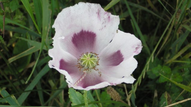 New Research Sheds Light on How Opium Poppies Evolved Their Powerful Painkillers