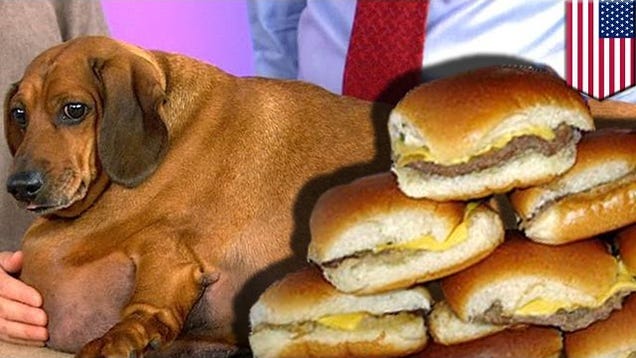 Vets Hate Him Dog Loses 75 Percent of Body Fat With One
