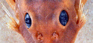 Illustration for article titled This Catfish Was Just Named After A Star Wars Character