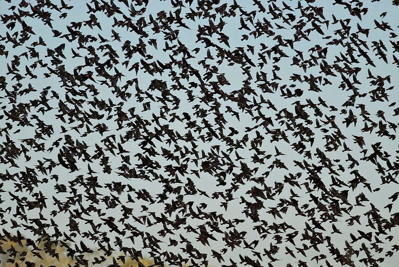 why-are-thousands-of-dead-birds-suddenly-falling-from-the-sky