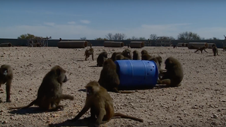 Brilliant Baboons Escape From Texas Biolab Using Their Captors' Own Barrels<em>