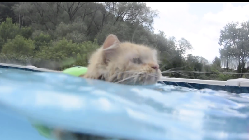 Illustration for article titled Follow This Swimming Cat's Example and Go to the Pool Immediately