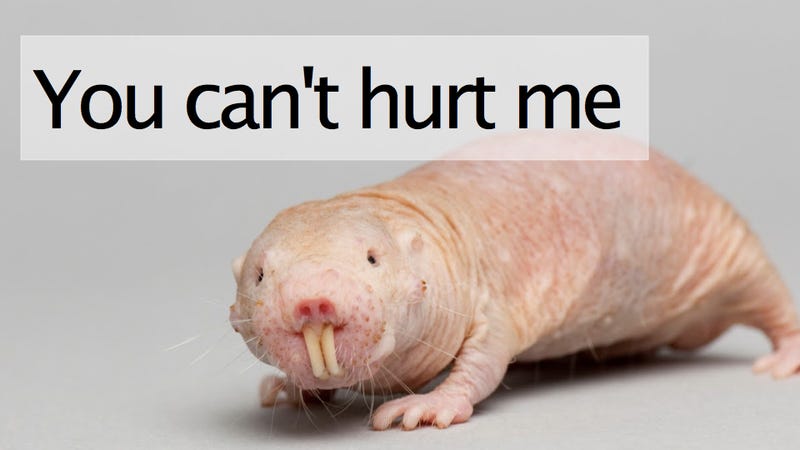 The naked mole rat can't feel pain from acid burns. Now we ...
