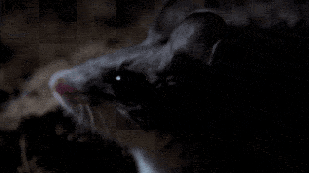 thqalagxfhokt26v6gh0.gif