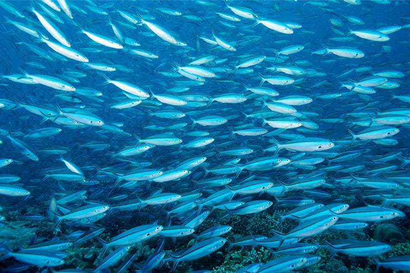 Illustration for article titled Water-quality testing with artificial fish