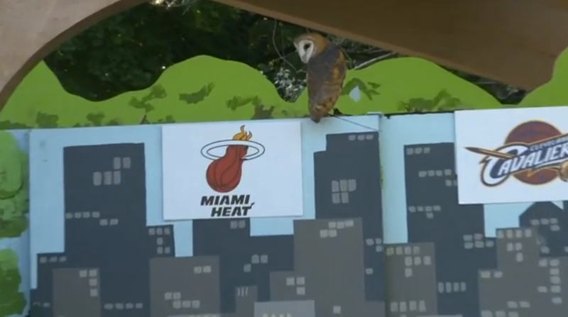 Illustration for article titled Cleveland Zoo Owl Betrays Her City, Predicts LeBron Will Stay In Miami