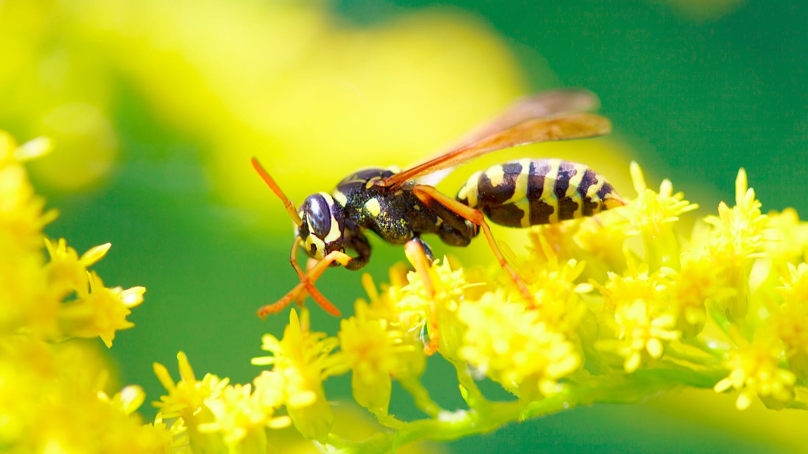 Drunk Wasps With Nothing to Do Are Terrorizing England