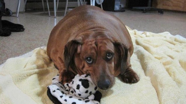 Morbidly Obese Dachshund was Being 'Loved to Death'