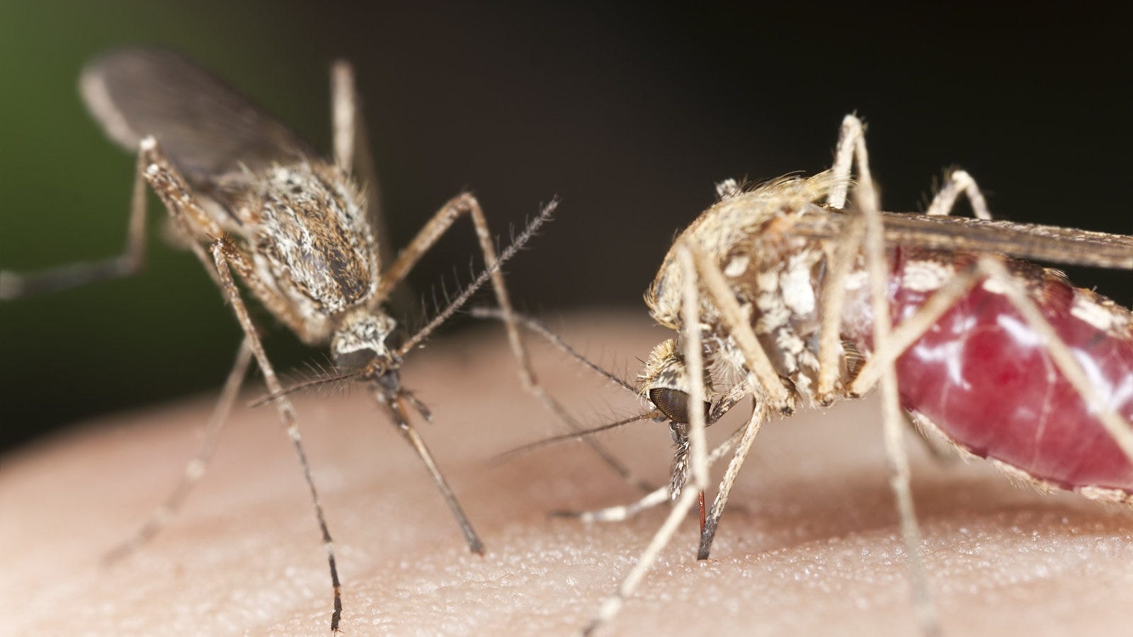 An American kills 4,000 mosquitoes every night, using his dog as bait 28 An American kills 4,000 mosquitoes every night, using his dog as bait 98