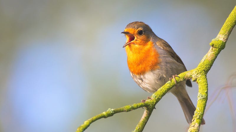 Shazam for Birds: Three Apps That Recognize Bird Calls