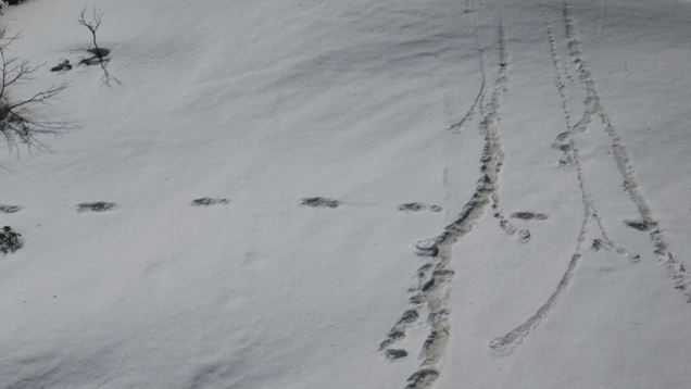 Indians Are Roasting Their Army for Posting 'Evidence' of a One-Footed Yeti on Twitter