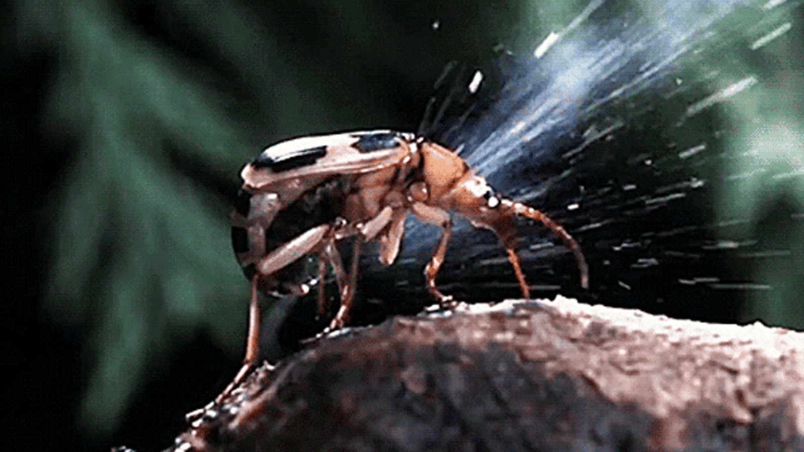bombardier beetle