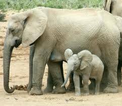 Illustration for article titled Why Elephants Would Be Our Ideal Overlords