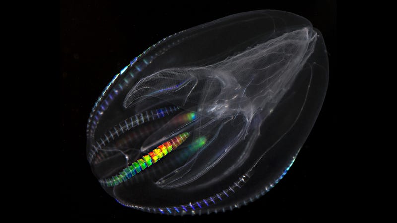 Comb Jelly. (Credit: Stefan Siebert/Brown University)