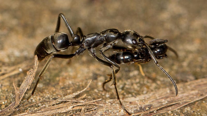 After a raid, a Matabele ant carries an injured mate back to the nest. (Image: Erik Frank)