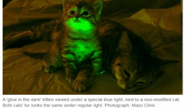 Scientists Produce Glow  in the Dark  Cats 