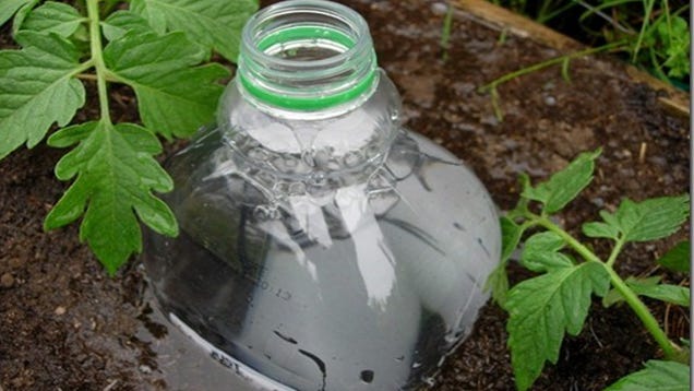 Repurpose a Soda Bottle Into a DIY Irrigation System
