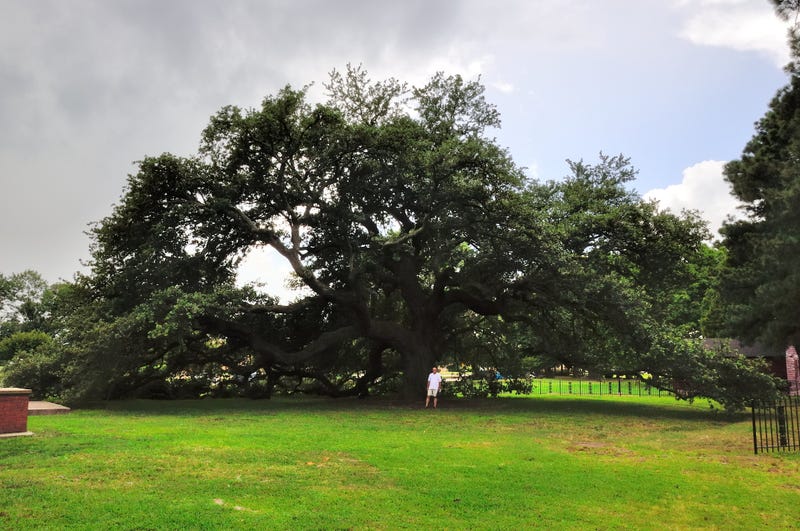 Hampton University’s Emancipation OakWikimedia Commons