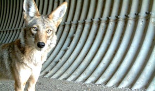 City-Dwelling Coyotes Prefer Urban Spaces Like Their Human Neighbors