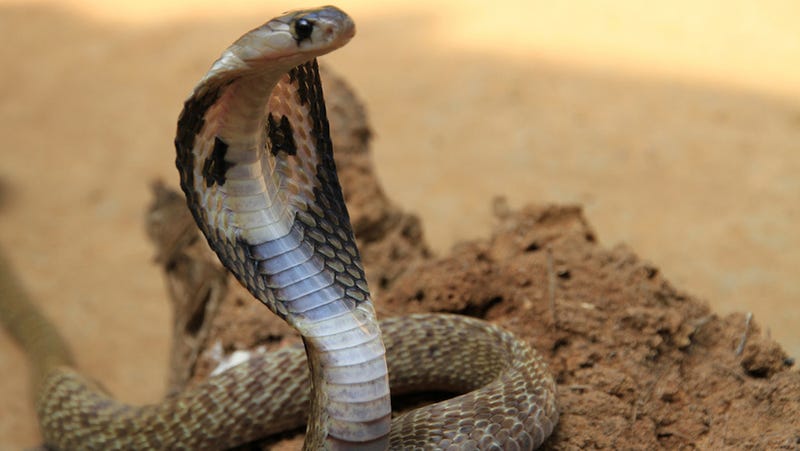 are-humans-hardwired-to-detect-snakes