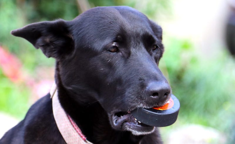 And Now Some Incredible Things Your Pets Have Eaten