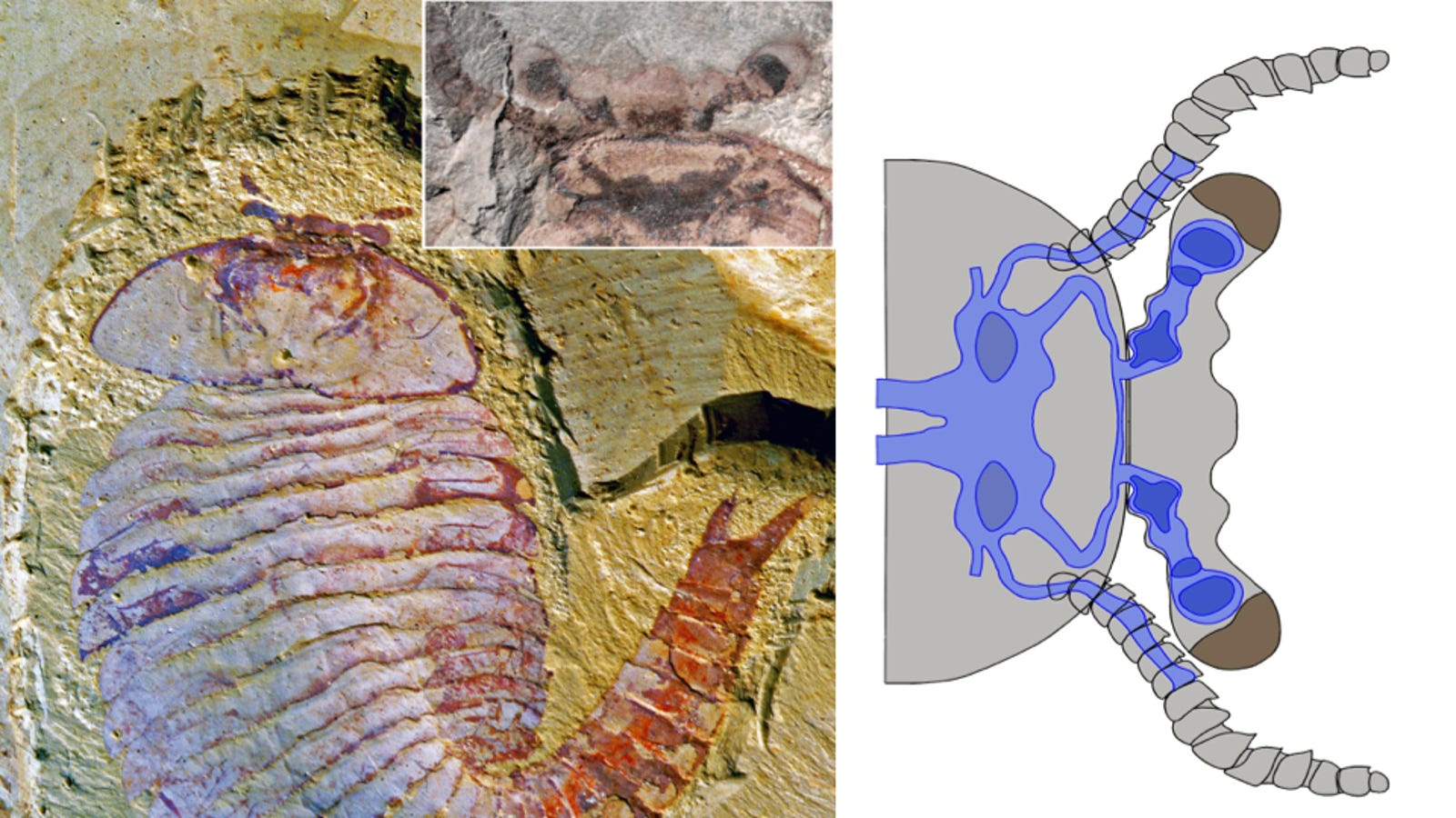 fossil discovery 2020
