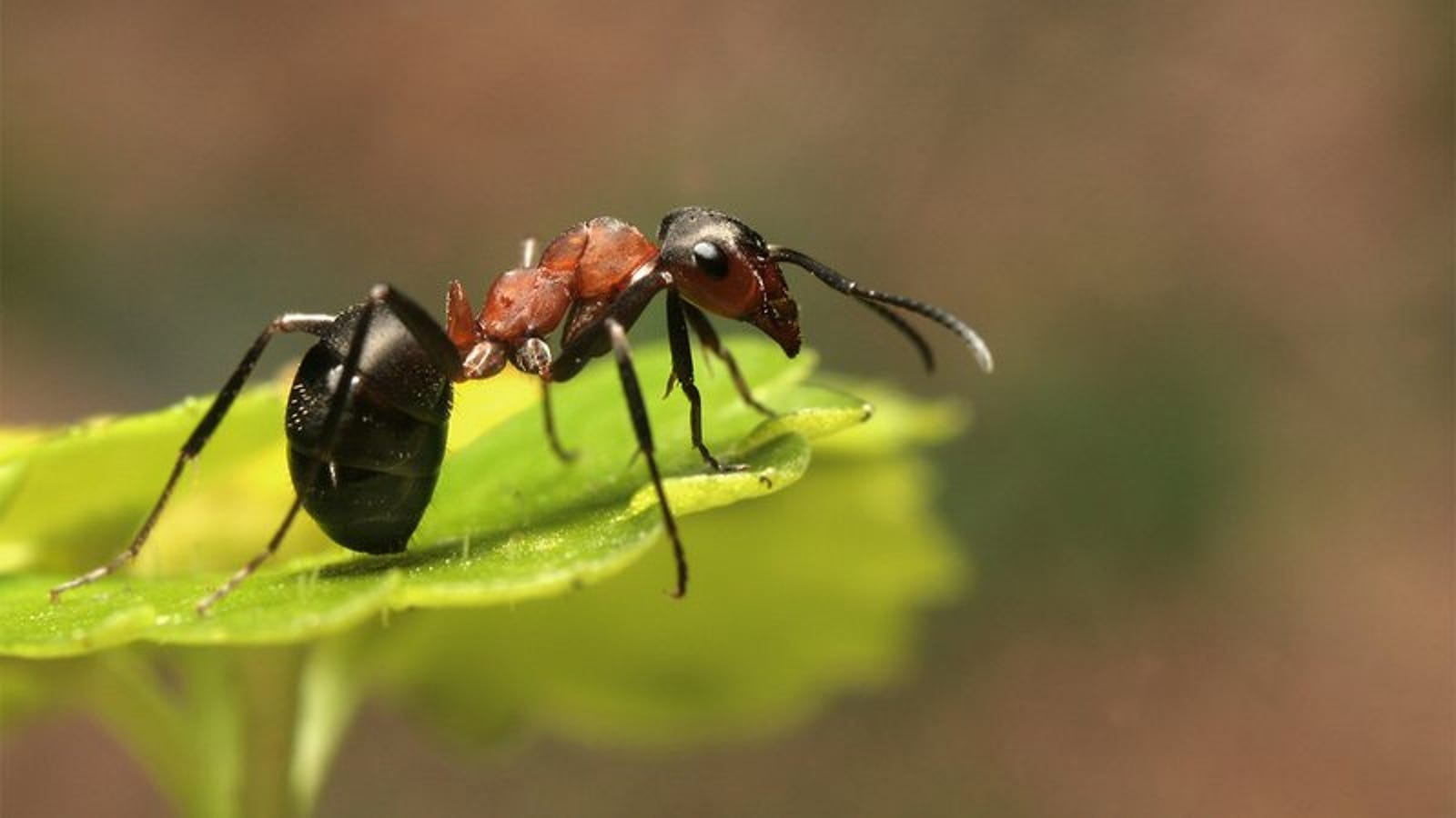 К чему снятся муравьи в кровати