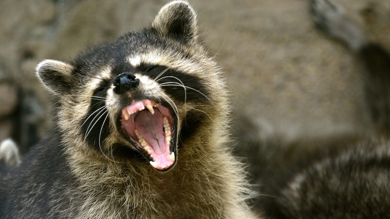 Illustration for article titled Harlem's Terrorist Raccoons Are Eating Pets, Have No Chill