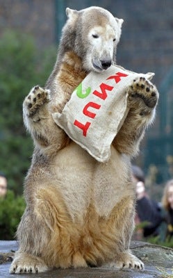 Illustration for article titled Knut To Stay In Berlin Zoo • Drunk Badger Disrupts Traffic