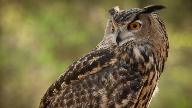 How do owls twist their heads all the way around without dying? At last ...