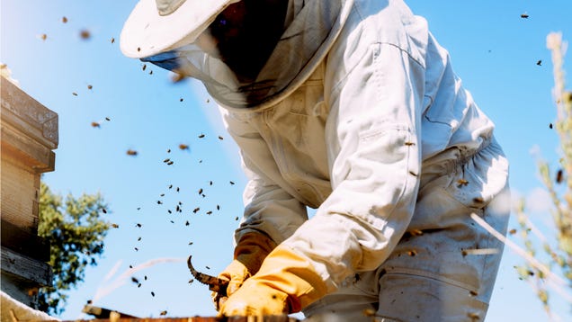 Get Paid to Be a Beekeeper
